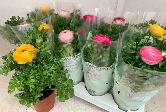 <h4>RANUNCULUS SPRINK MIX</h4>