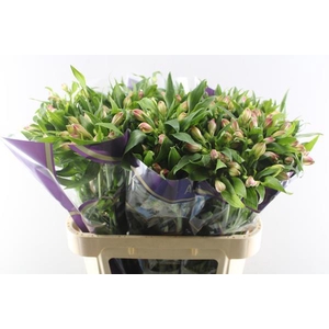 Alstr Avianna (l.rose)