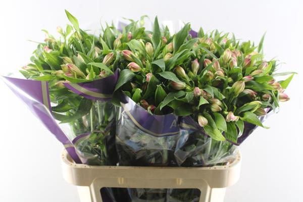 <h4>Alstr Avianna (l.rose)</h4>