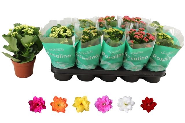<h4>KALAN CALAN MIX ROSALINA P12</h4>