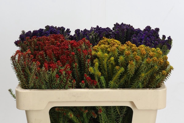 <h4>Cape Green Palaecea Mix</h4>