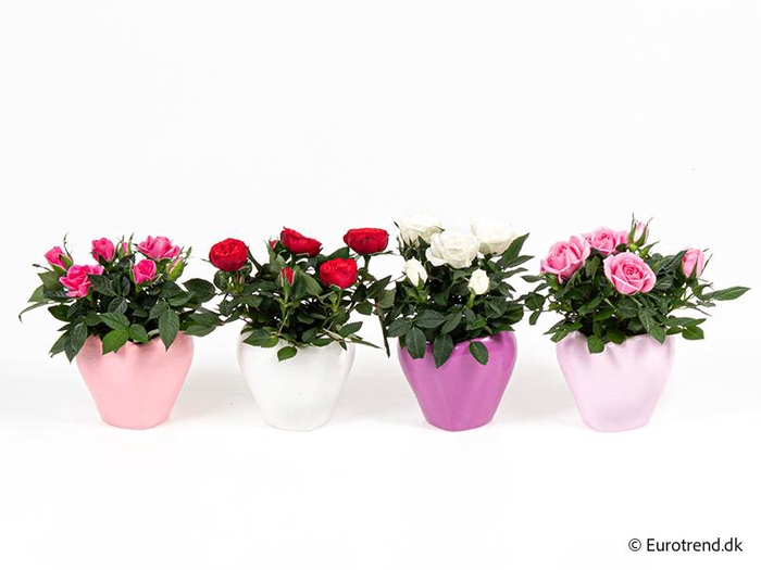 <h4>ROSA-HYBRID KUVERT</h4>