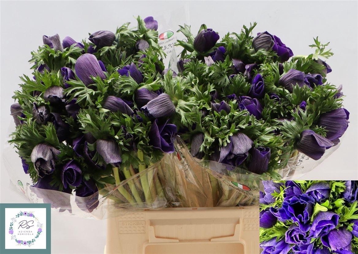 <h4>Anem Co M Plus Blu</h4>