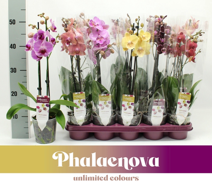 <h4>PHAL GEM</h4>