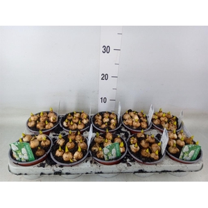 Muscari  'Magic White'