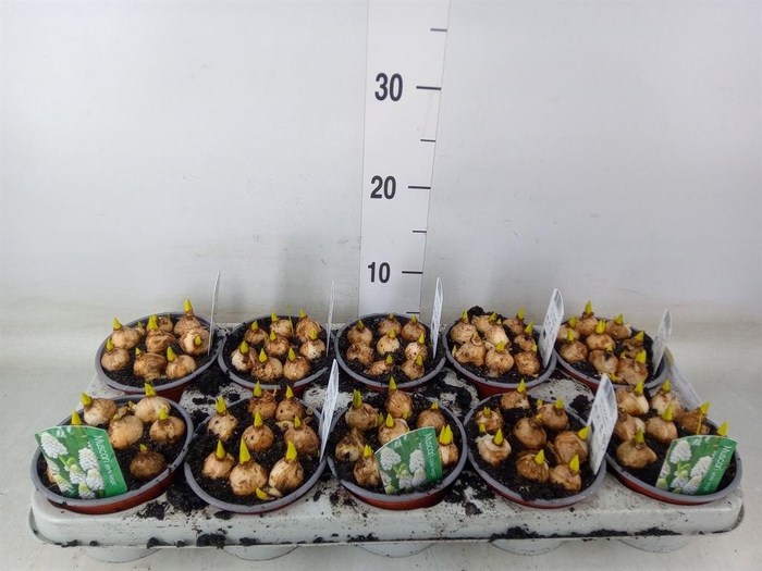 <h4>Muscari  'Magic White'</h4>