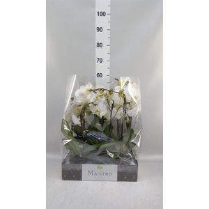 Phalaenopsis   ...white