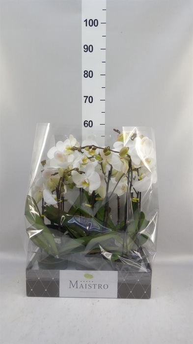 <h4>Phalaenopsis   ...white</h4>