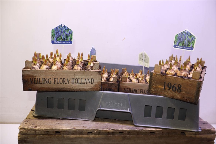 <h4>arr8 Arr Muscari</h4>