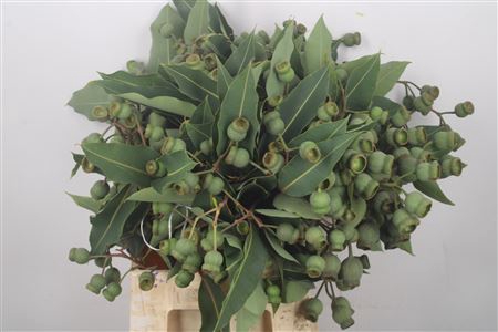 <h4>Euca Robusta Bells Per Bunch</h4>