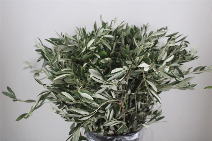 <h4>Olijf 70cm P Stem</h4>