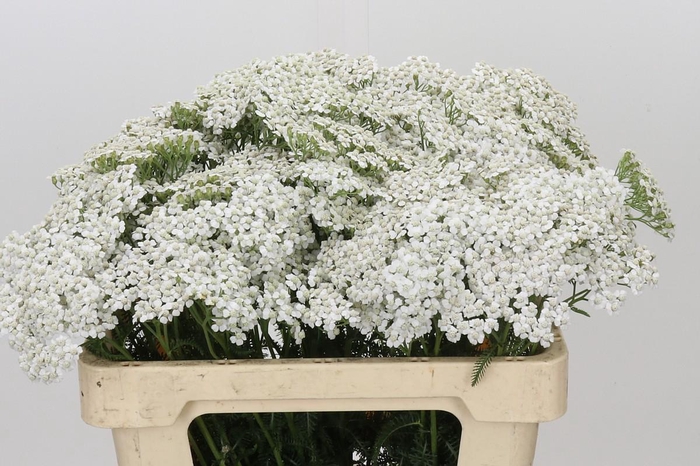 <h4>Achillea Millefolium White Beauty</h4>