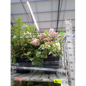 Hydrangea pan.