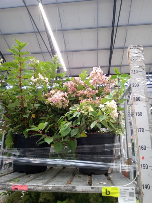 <h4>Hydrangea pan.</h4>
