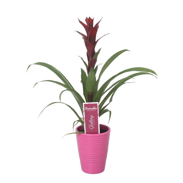 <h4>Guzmania Switch in paars ribbel keramiek</h4>