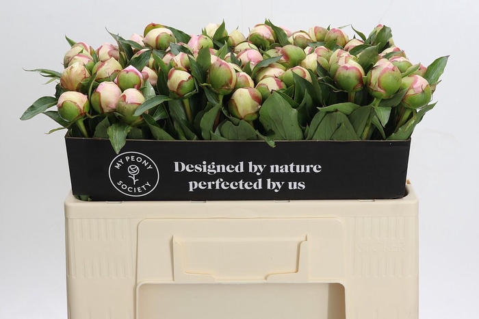 <h4>Paeonia Noemi Demay</h4>