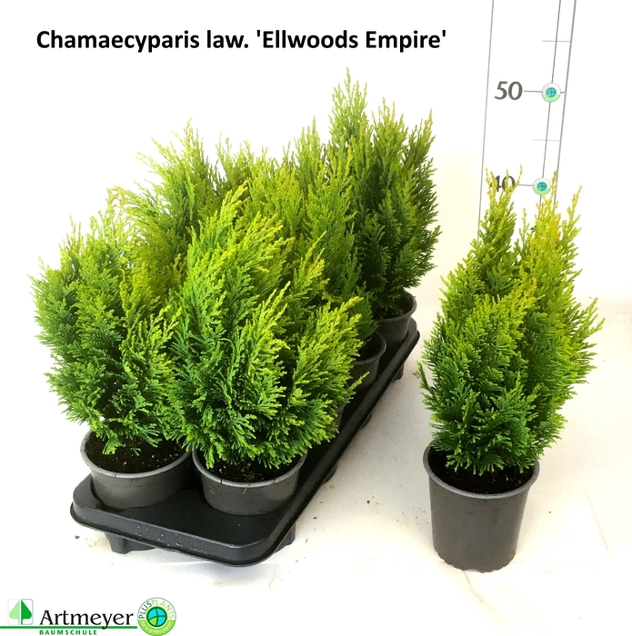 <h4>CHAM L ELLWOODS EMP</h4>