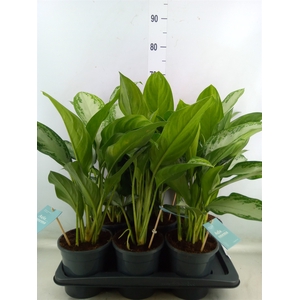 Aglaonema  'Silver Bay'