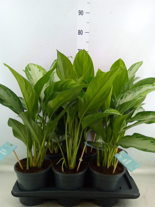 <h4>Aglaonema  'Silver Bay'</h4>