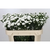 Aster Pretty Wendy