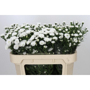 Aster Pretty Wendy