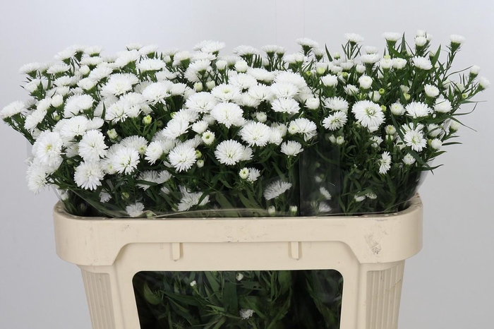 <h4>Aster Pretty Wendy</h4>