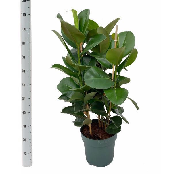 <h4>FIC EL ROBUSTA</h4>