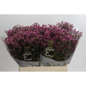 Limonium sinense Tiffany Diamond