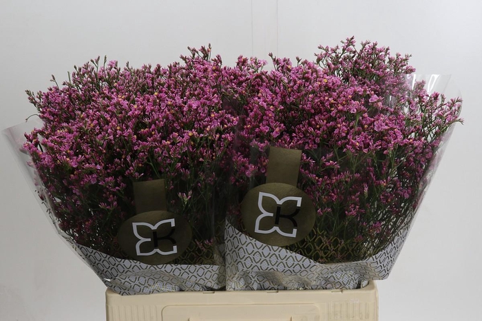 Limonium sinense Tiffany Diamond