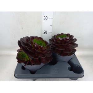 xSemponium  'Destiny'
