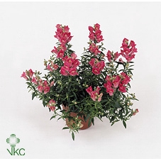 Antirhinnum Majus Pink