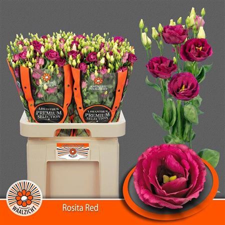 <h4>Eustoma russellianum gevuldbloemig 'Rosita Red'</h4>