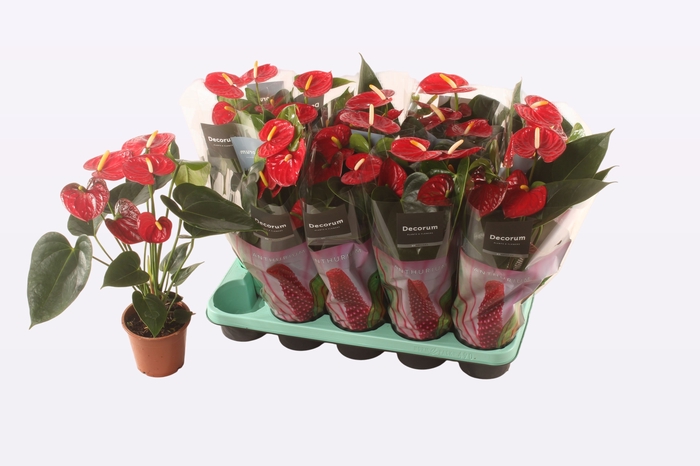 Anth. Easy Red P12 Decorum