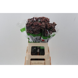 Di St Tinted BlackVintage