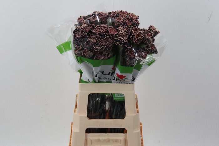 <h4>Di St Tinted BlackVintage</h4>