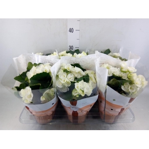 Begonia elat. HL 'Clara'