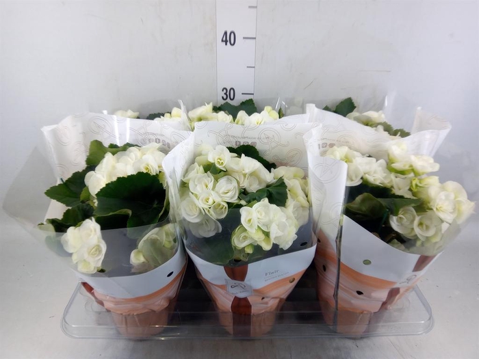 <h4>Begonia elat. HL 'Clara'</h4>