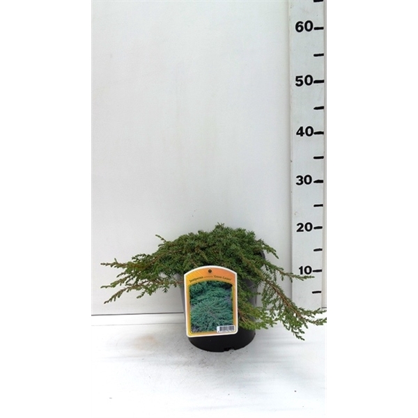 <h4>Juniperus c. 'Green Carpet'</h4>