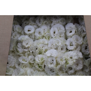 BUQUE LISIANTHUS ROBELLA II PURE WHITE BRANCA 000