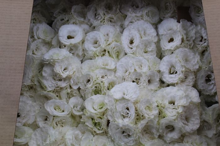 <h4>BUQUE LISIANTHUS ROBELLA II PURE WHITE BRANCA 000</h4>