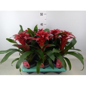 Guzmania  'Salinas'