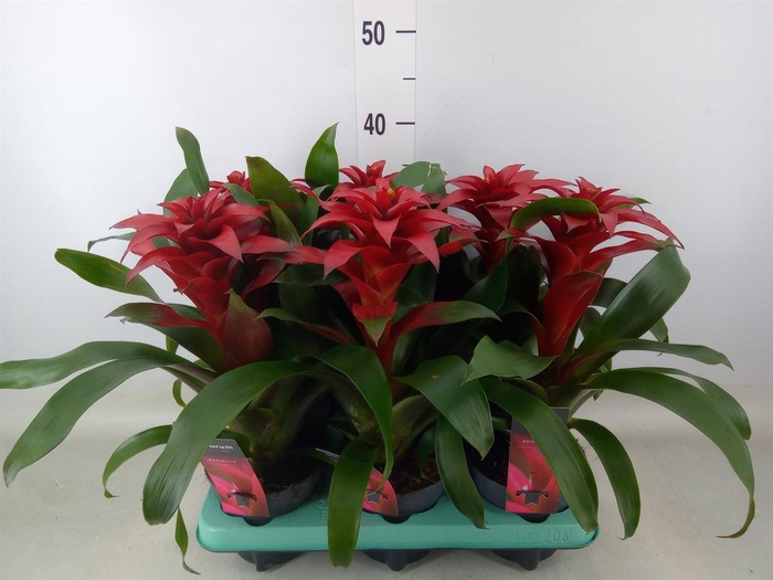 <h4>Guzmania  'Salinas'</h4>