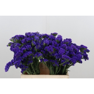 Statice Blue Marina Violet