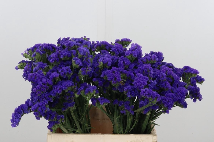 <h4>Statice Blue Marina Violet</h4>