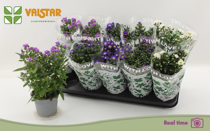 <h4>ASTE STARL GEM</h4>