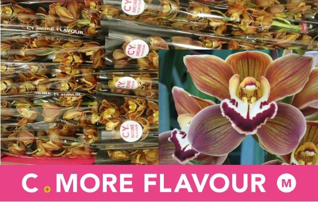 <h4>CYMB MI SIROCCO</h4>