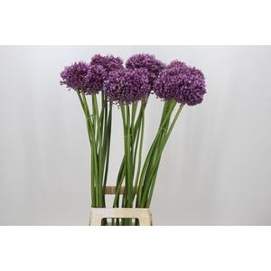 Allium Jasmine