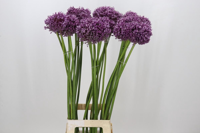 <h4>Allium Jasmine</h4>