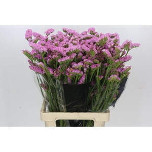 Limonium sinuatum Pink Light