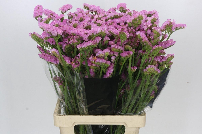 <h4>Limonium sinuatum Pink Light</h4>